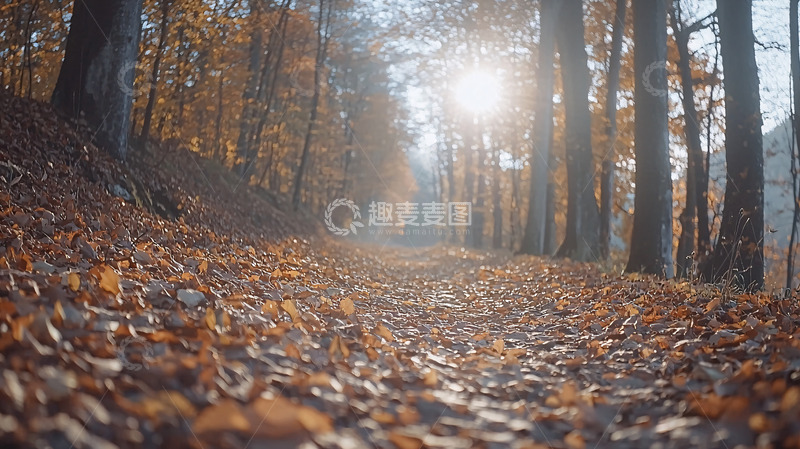 高清大图下载【趣麦麦图】秋日森林小路