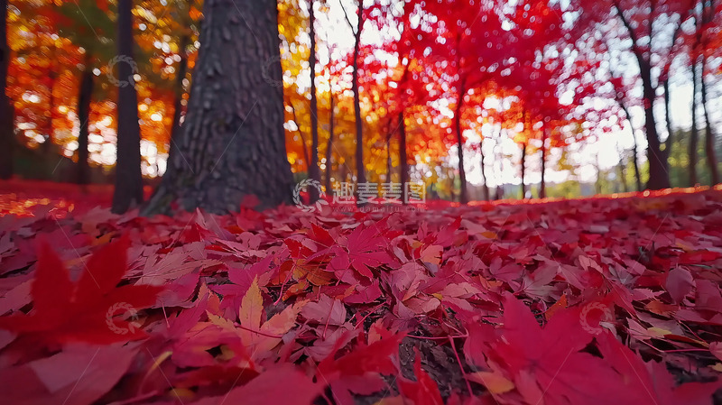 高清大图下载【趣麦麦图】秋日红叶铺地