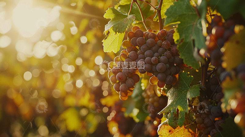 高清大图下载【趣麦麦图】阳光下的葡萄藤