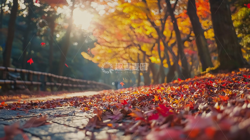 高清大图下载【趣麦麦图】秋日暖阳下的枫叶小路