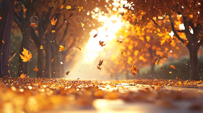 高清大图下载【趣麦麦图】秋日阳光洒满落叶小路
