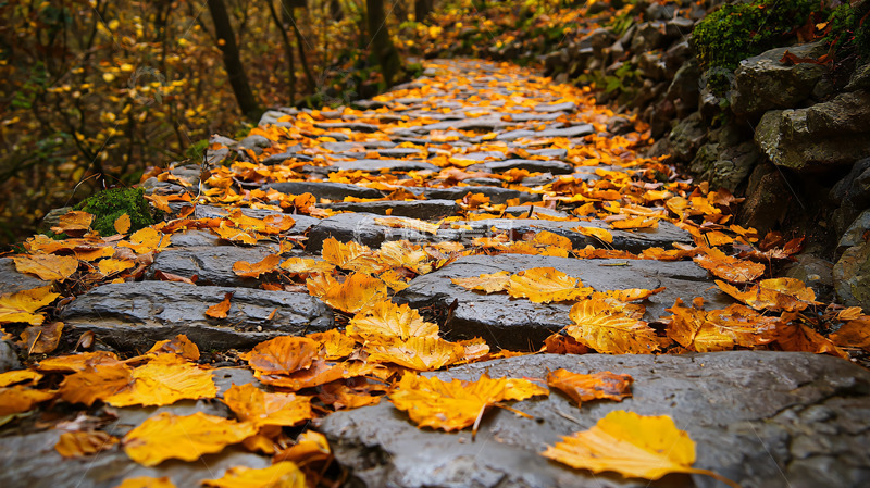 高清大图下载【趣麦麦图】秋天的石阶小路