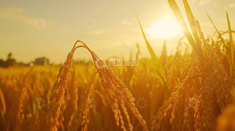 高清大图下载【趣麦麦图】金黄稻穗夕阳下的稻田