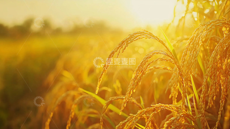 高清大图下载【趣麦麦图】金黄稻穗夕阳下的稻田