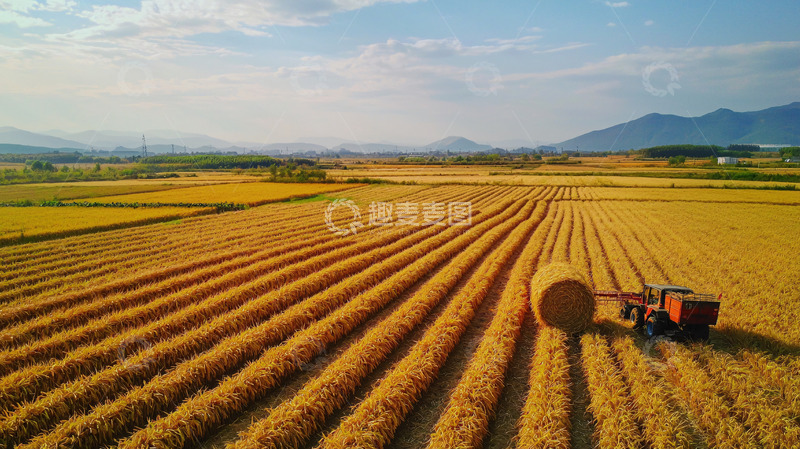 高清大图下载【趣麦麦图】秋收时节金黄麦田