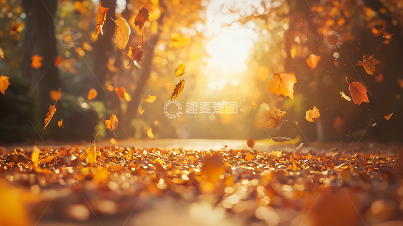 高清大图下载【趣麦麦图】秋日暖阳落叶纷飞