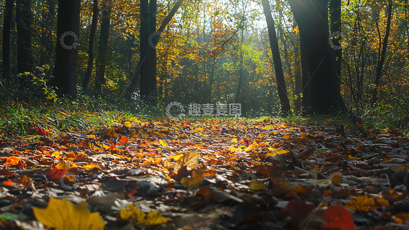 高清大图下载【趣麦麦图】秋日森林小路落叶