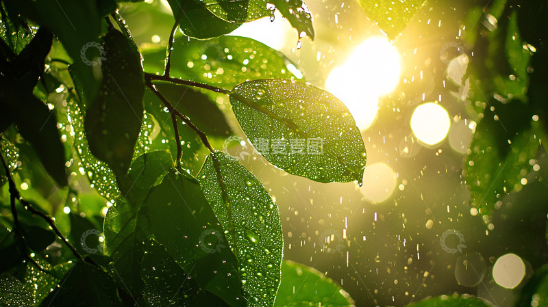 高清大图下载【趣麦麦图】阳光雨露