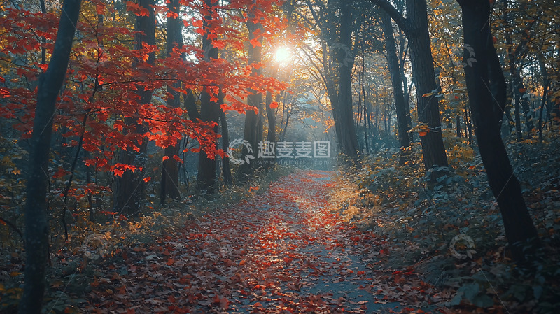 高清大图下载【趣麦麦图】秋日森林小路