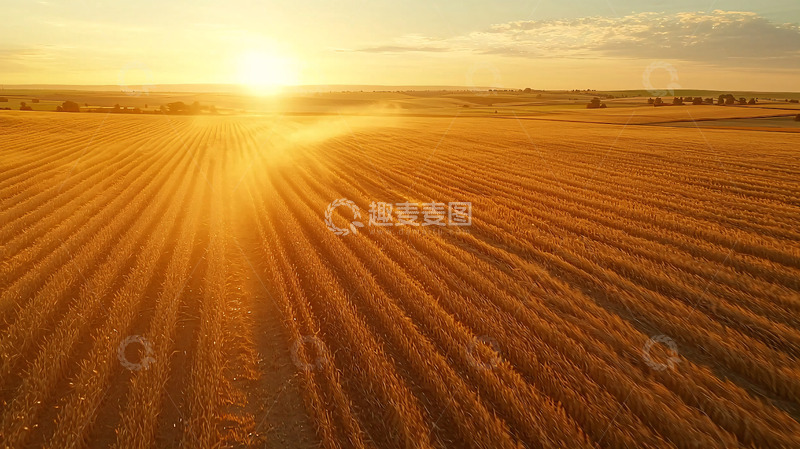 高清大图下载【趣麦麦图】夕阳下的金黄麦田