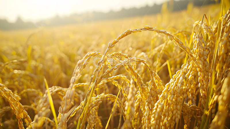 高清大图下载【趣麦麦图】金黄稻穗成熟的稻田