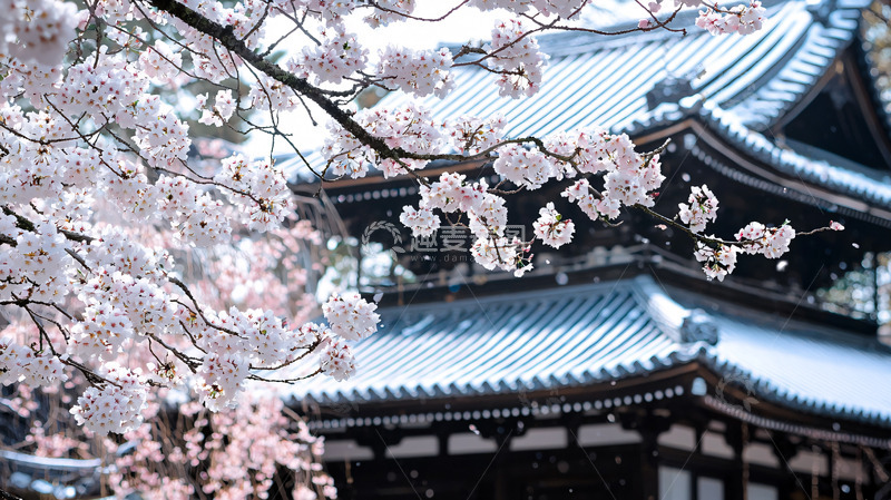高清大图下载【趣麦麦图】樱花盛开的古寺