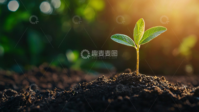 高清大图下载【趣麦麦图】阳光下破土而出的幼苗