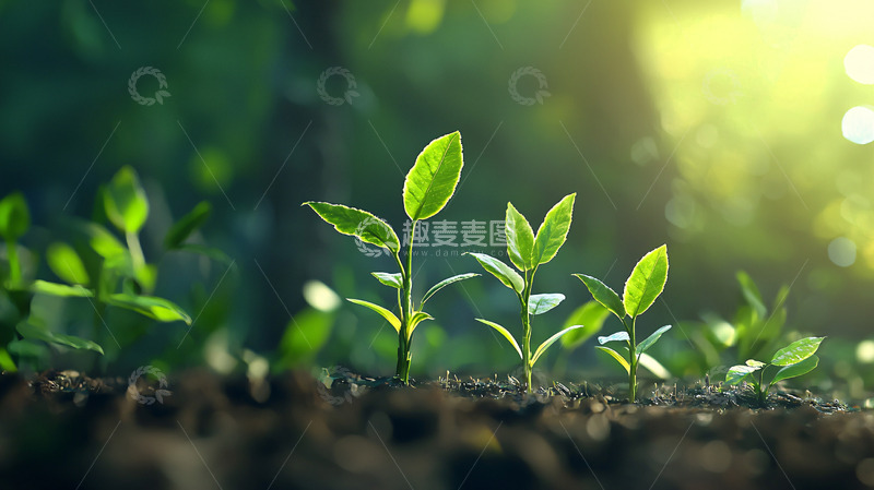 高清大图下载【趣麦麦图】阳光下茁壮生长的幼苗