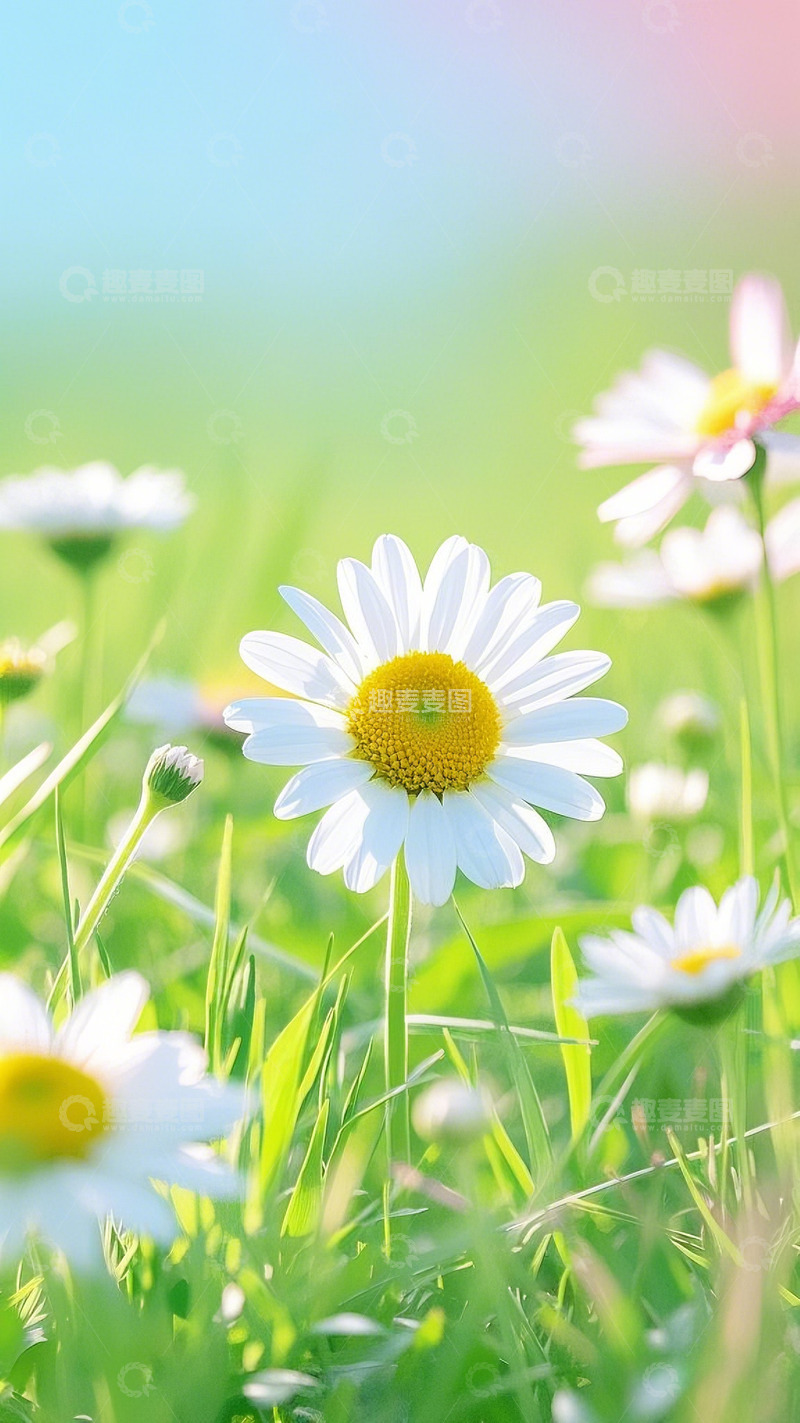 春日小雏菊花丛