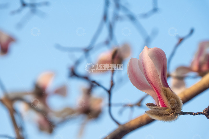 春天清晨绽放的玉兰花