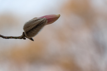 春天玉兰花吐蕊