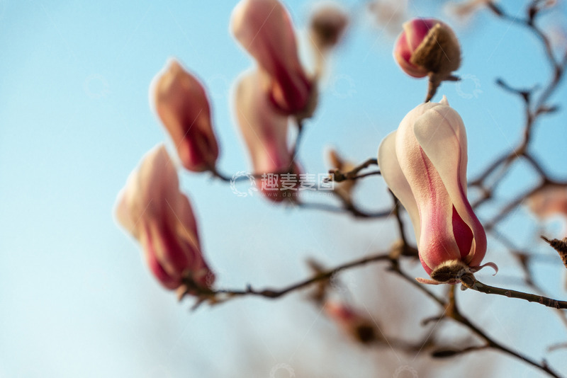 春天清晨绽放的玉兰花1