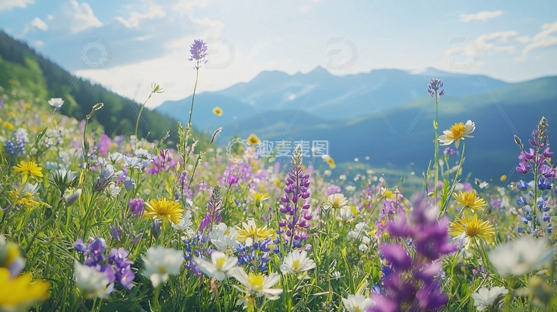 高清大图下载【趣麦麦图】高山花海