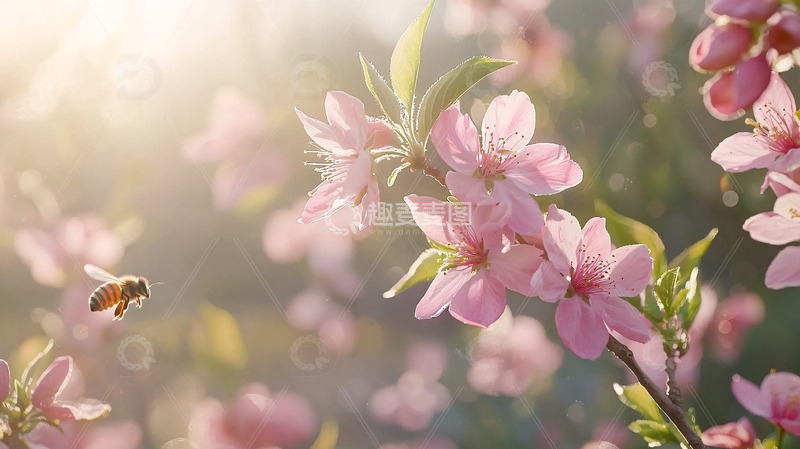 高清大图下载【趣麦麦图】阳光下的粉色花朵和蜜蜂