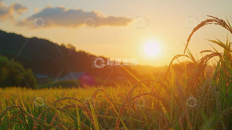 高清大图下载【趣麦麦图】夕阳下的稻田