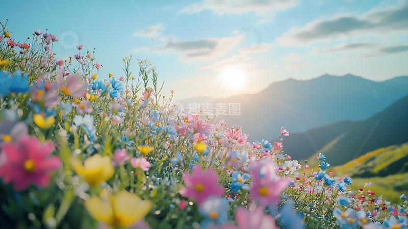 高清大图下载【趣麦麦图】山顶野花盛开日出景色