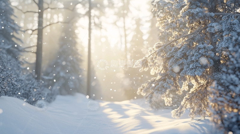 阳光洒落的雪地森林