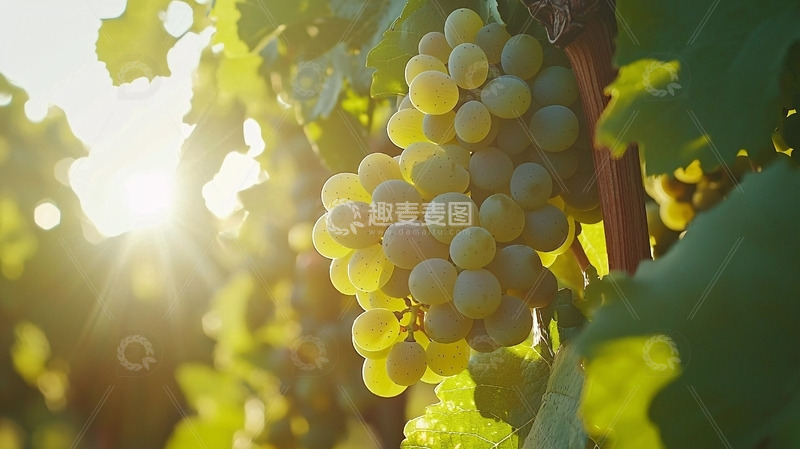高清大图下载【趣麦麦图】阳光下成熟的白葡萄