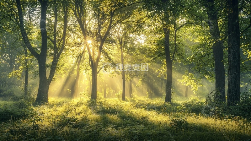高清大图下载【趣麦麦图】森林阳光