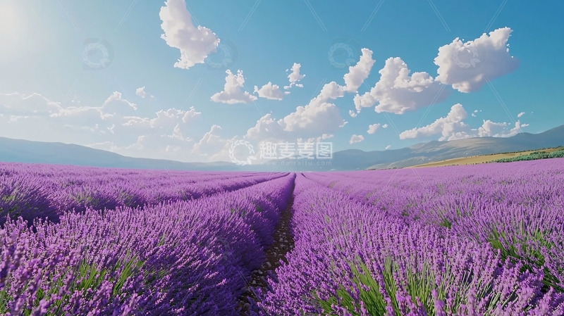 高清大图下载【趣麦麦图】薰衣草田