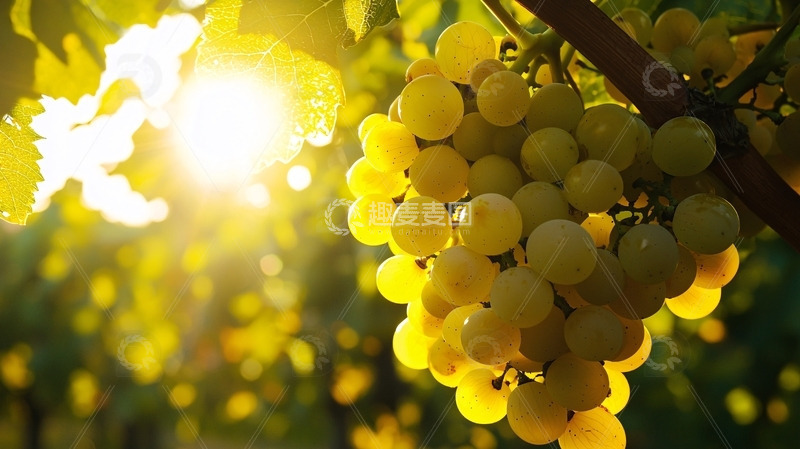 高清大图下载【趣麦麦图】阳光下成熟的青葡萄
