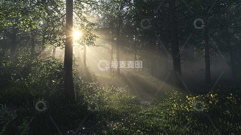 高清大图下载【趣麦麦图】清晨森林阳光