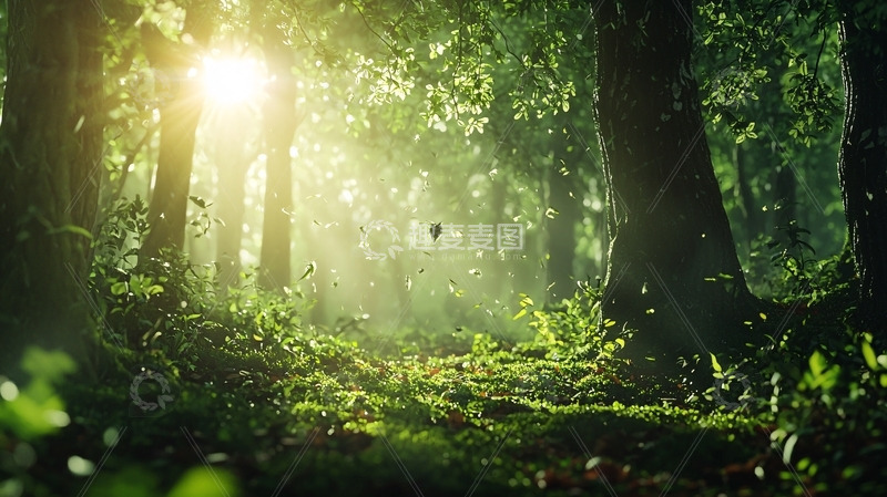 高清大图下载【趣麦麦图】阳光森林
