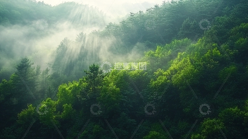 高清大图下载【趣麦麦图】清晨雾气缭绕的森林