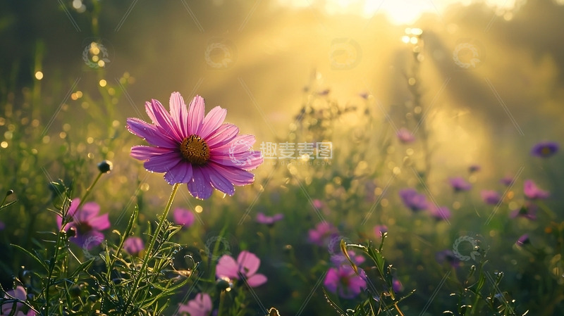 高清大图下载【趣麦麦图】清晨阳光下的粉红色波斯菊