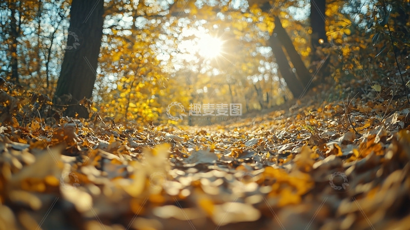 高清大图下载【趣麦麦图】秋日森林落叶小路