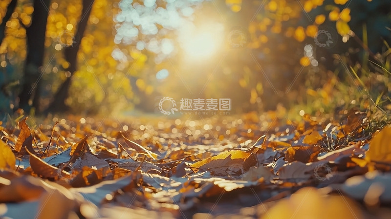 高清大图下载【趣麦麦图】秋日落叶小路