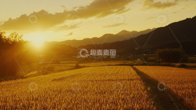 高清大图下载【趣麦麦图】夕阳下的金黄稻田