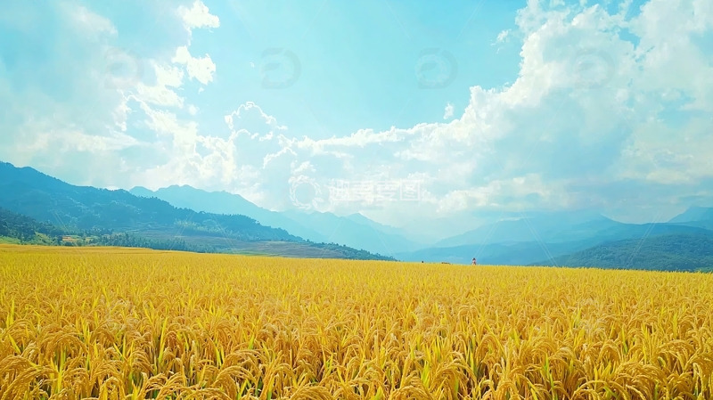 高清大图下载【趣麦麦图】金黄稻田