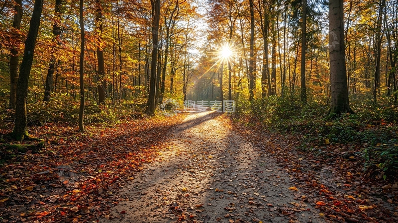 高清大图下载【趣麦麦图】秋日森林小路
