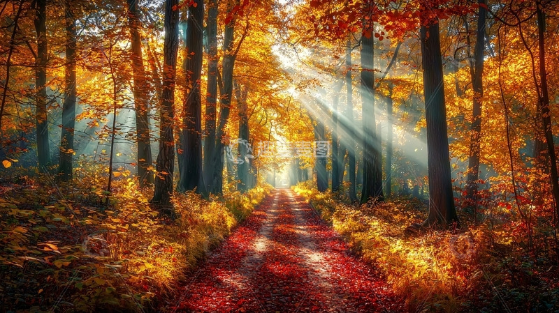 高清大图下载【趣麦麦图】秋日森林小路