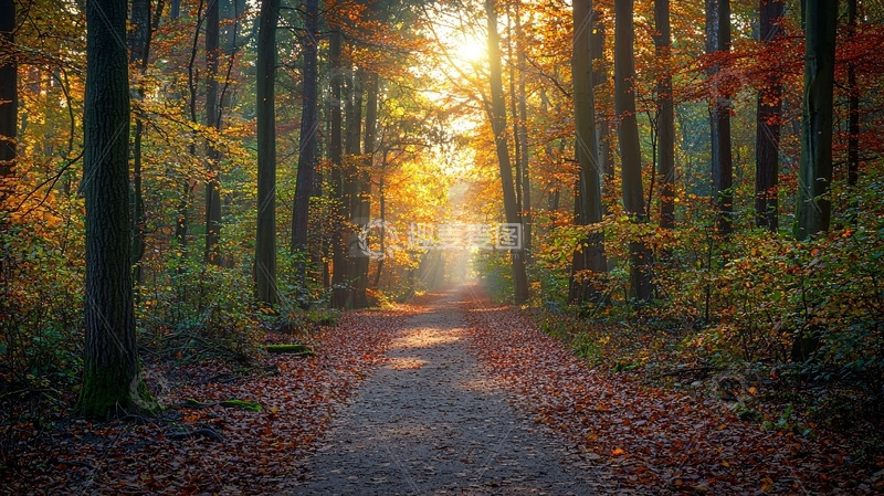 高清大图下载【趣麦麦图】秋日森林小路