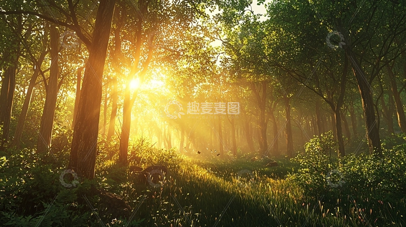 高清大图下载【趣麦麦图】清晨森林阳光1