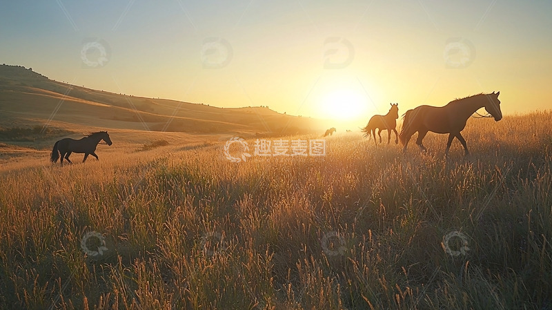 高清大图下载【趣麦麦图】日落草原骏马剪影