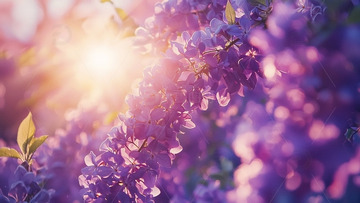 阳光下的紫藤花