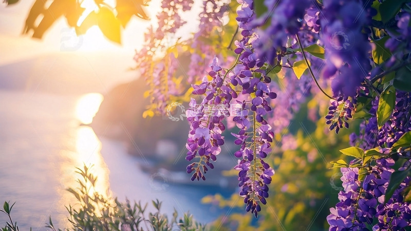高清大图下载【趣麦麦图】夕阳下紫藤花海边景色