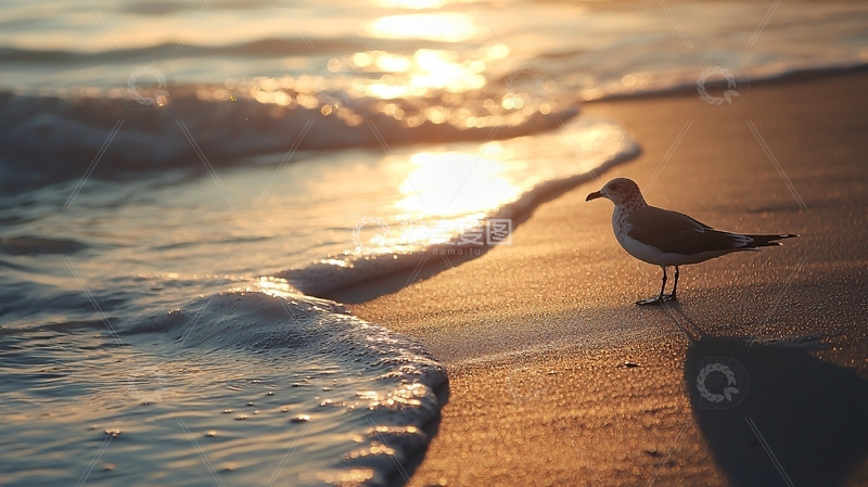 高清大图下载【趣麦麦图】海滩日落海鸥剪影