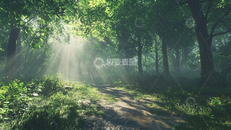 高清大图下载【趣麦麦图】阳光森林小路