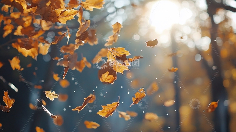高清大图下载【趣麦麦图】秋叶飘落