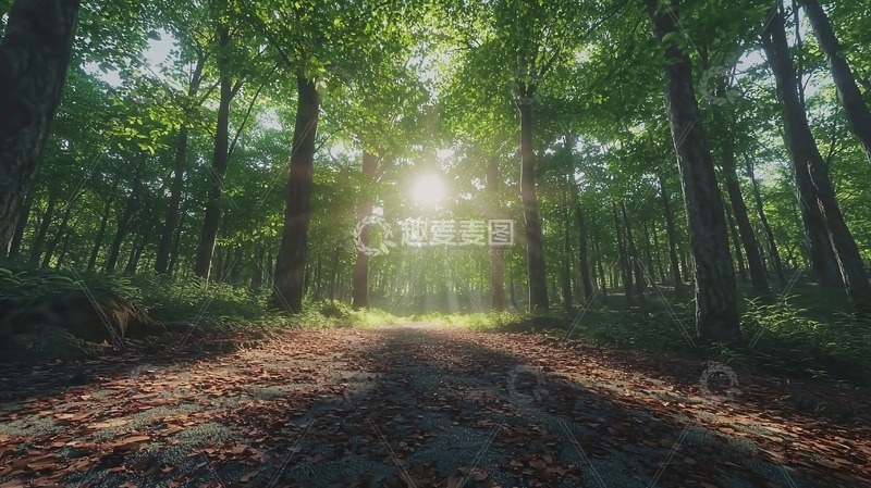 高清大图下载【趣麦麦图】森林小路阳光